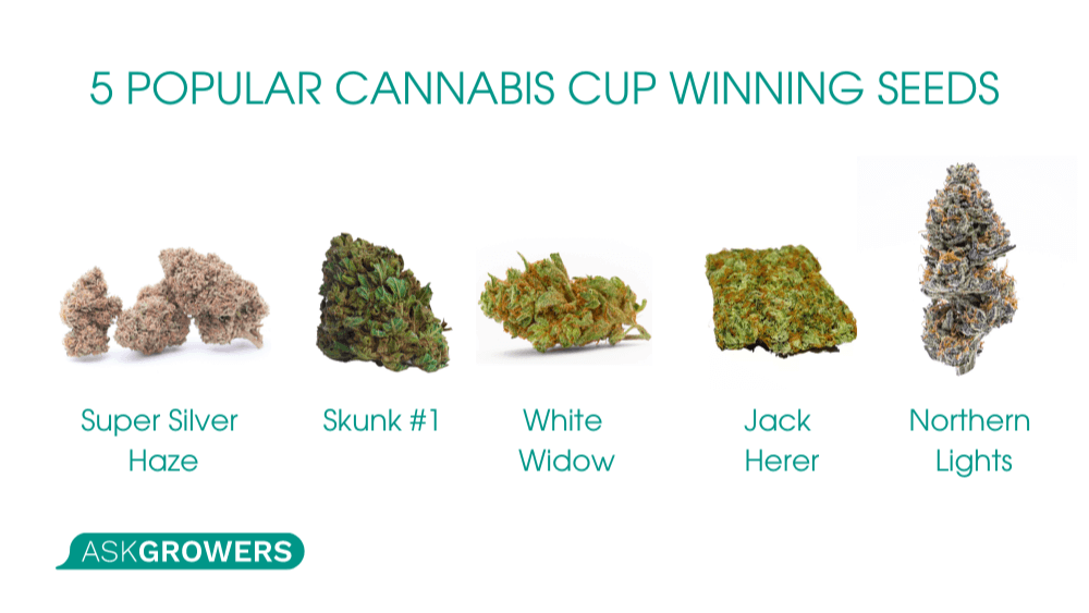cannabis cup winning seeds